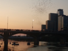 IMG_20190906_195502119-bats