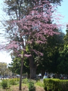 Balboa-Park-Spring-Colors-05-Redbud