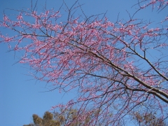 Balboa-Park-Spring-Colors-06-Redbud