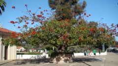 Balboa-Park-Spring-Colors-07-Coral-Tree