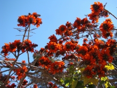 Balboa-Park-Spring-Colors-08-Coral-Tree