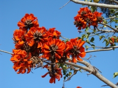 Balboa-Park-Spring-Colors-09-Coral-Tree