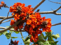 Balboa-Park-Spring-Colors-10-Coral-Tree