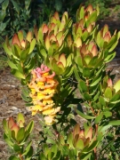Balboa-Park-Spring-Colors-11-Snap-Dragon-in-Leucadendron