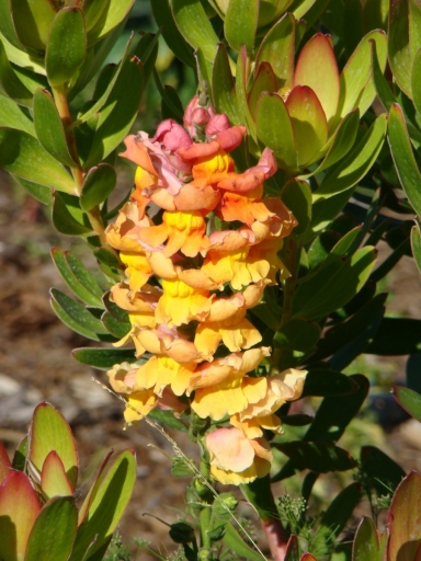 Balboa-Park-Spring-Colors-12-Snap-Dragon-in-Leucadendron