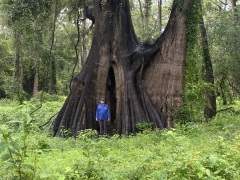 Bald Cypress at Cat Island