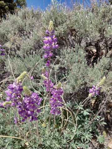 Baldwin-Lake-Ecological-Reserve-01