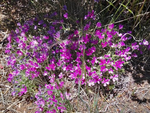 Baldwin-Lake-Ecological-Reserve-03