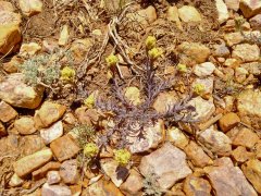 Baldwin-Lake-Ecological-Reserve-06