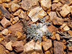 Baldwin-Lake-Ecological-Reserve-07