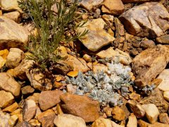 Baldwin-Lake-Ecological-Reserve-08