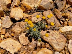 Baldwin-Lake-Ecological-Reserve-09