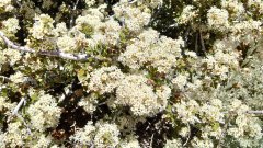 Baldwin-Lake-Ecological-Reserve-10