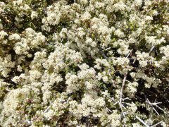 Baldwin-Lake-Ecological-Reserve-11