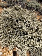 Baldwin-Lake-Ecological-Reserve-12