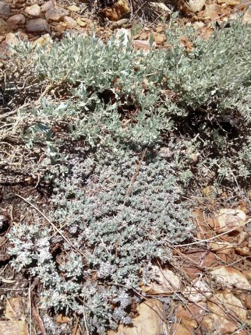 Baldwin-Lake-Ecological-Reserve-14