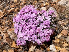 Baldwin-Lake-Ecological-Reserve-15