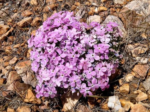 Baldwin-Lake-Ecological-Reserve-15