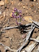 Baldwin-Lake-Ecological-Reserve-16