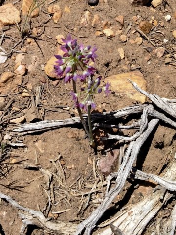 Baldwin-Lake-Ecological-Reserve-16