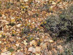 Baldwin-Lake-Ecological-Reserve-18