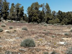 Baldwin-Lake-Ecological-Reserve-19