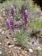 Baldwin-Lake-Ecological-Reserve-22