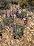 Baldwin-Lake-Ecological-Reserve-23