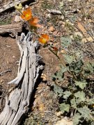 Baldwin-Lake-Ecological-Reserve-24