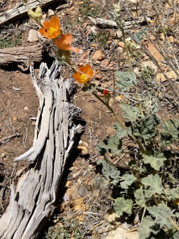 Baldwin-Lake-Ecological-Reserve-24