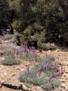 Baldwin-Lake-Ecological-Reserve-25