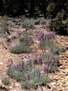 Baldwin-Lake-Ecological-Reserve-26