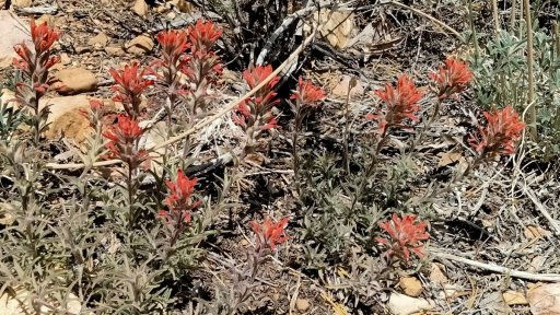 Baldwin-Lake-Ecological-Reserve-27