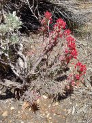 Baldwin-Lake-Ecological-Reserve-28