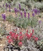 Baldwin-Lake-Ecological-Reserve-29