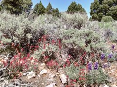 Baldwin-Lake-Ecological-Reserve-30