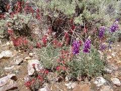 Baldwin-Lake-Ecological-Reserve-31