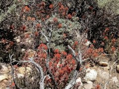 Baldwin-Lake-Ecological-Reserve-32