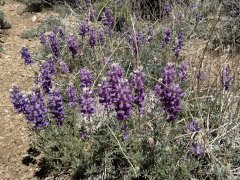 Baldwin-Lake-Ecological-Reserve-33