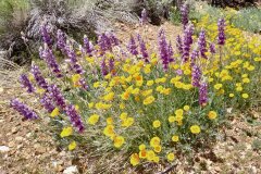 Baldwin-Lake-Ecological-Reserve-37