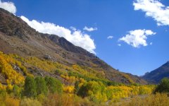 Fall-Color-In-Bishop-Creek-Canyon-Near-Bishop-CA-02
