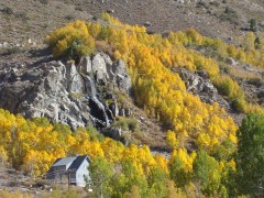 Fall-Color-In-Bishop-Creek-Canyon-Near-Bishop-CA-03