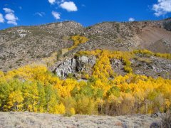 Fall-Color-In-Bishop-Creek-Canyon-Near-Bishop-CA-04