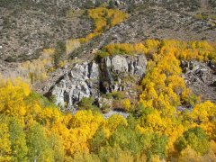 Fall-Color-In-Bishop-Creek-Canyon-Near-Bishop-CA-05