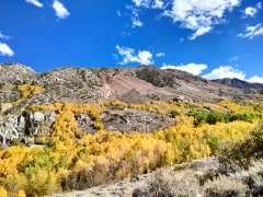Fall-Color-In-Bishop-Creek-Canyon-Near-Bishop-CA-06