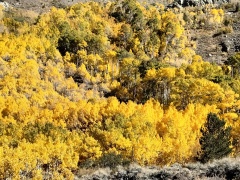 Fall-Color-In-Bishop-Creek-Canyon-Near-Bishop-CA-07