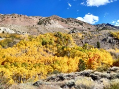 Fall-Color-In-Bishop-Creek-Canyon-Near-Bishop-CA-08