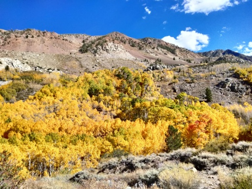 Fall-Color-In-Bishop-Creek-Canyon-Near-Bishop-CA-08