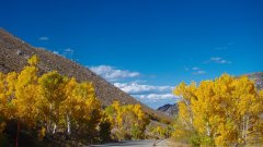 Fall-Color-In-Bishop-Creek-Canyon-Near-Bishop-CA-09