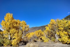 Fall-Color-In-Bishop-Creek-Canyon-Near-Bishop-CA-10